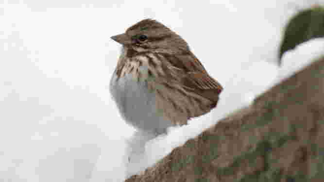 Song Sparrow
