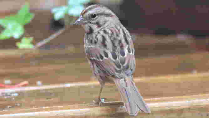 Song Sparrow