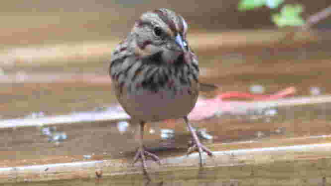 Song Sparrow