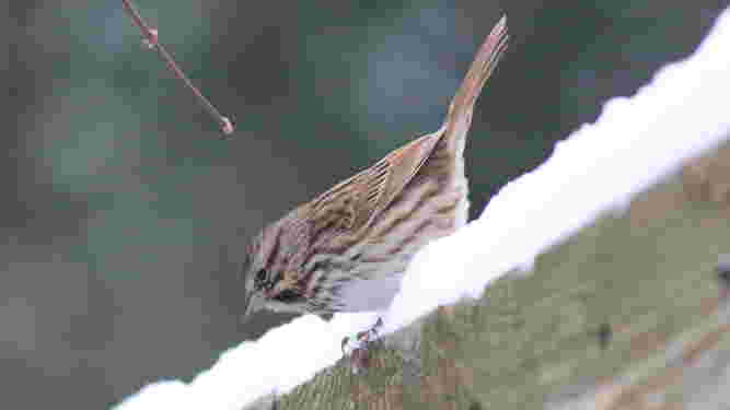 Song Sparrow