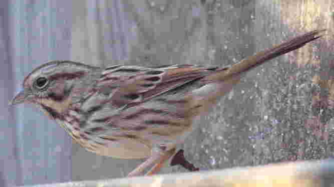 Song Sparrow