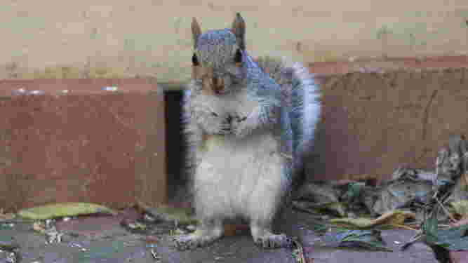 Eastern Gray Squirrel