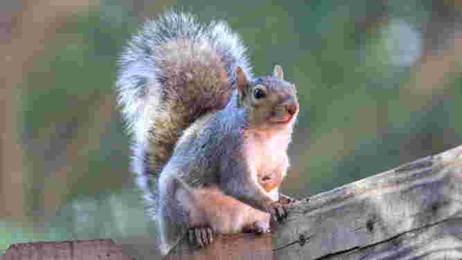 Eastern Gray Squirrel
