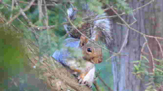 Eastern Gray Squirrel