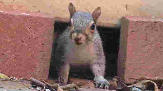 Eastern Gray Squirrel
