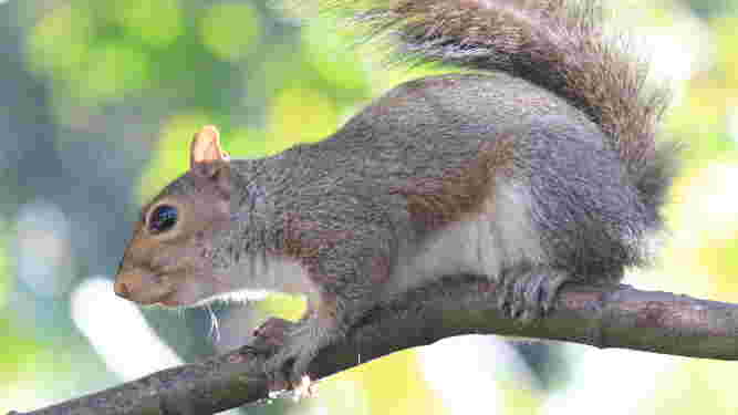 Eastern Gray Squirrel