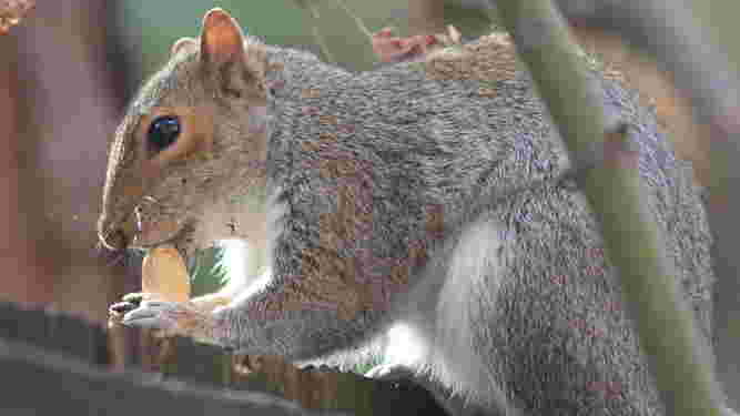 Eastern Gray Squirrel