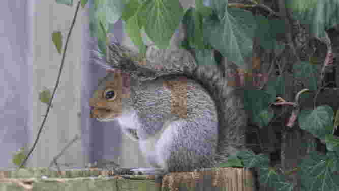 Eastern Gray Squirrel
