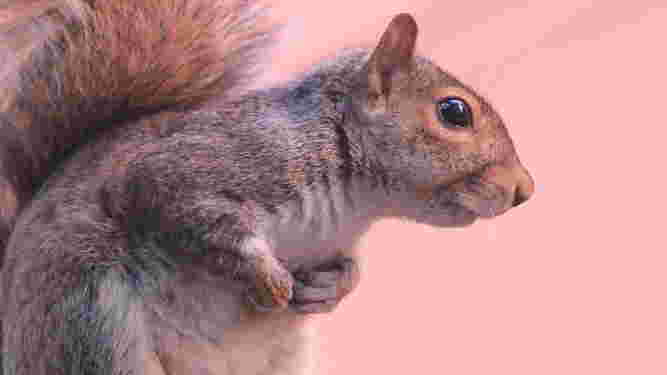 Eastern Gray Squirrel