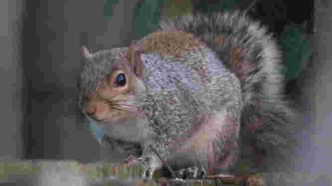 Eastern Gray Squirrel