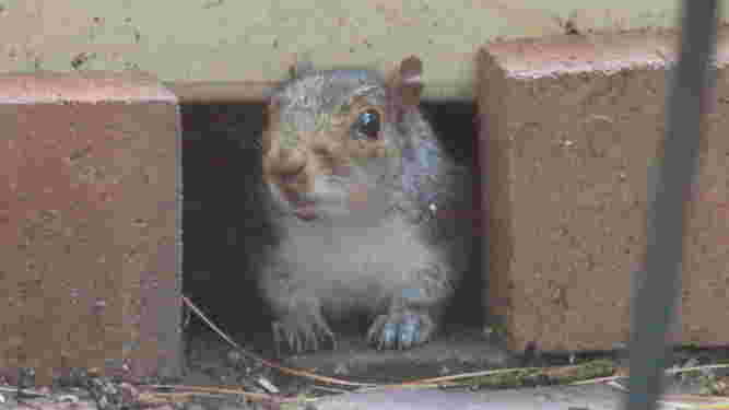 Eastern Gray Squirrel