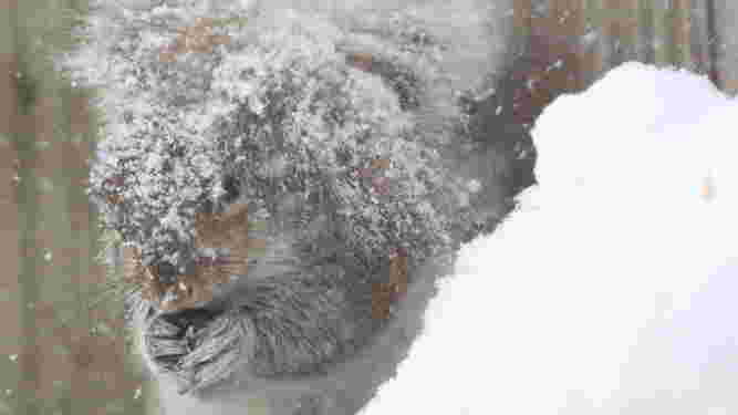Eastern Gray Squirrel