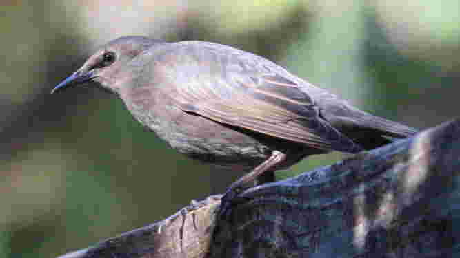 European Starling