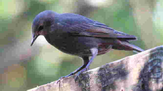 European Starling