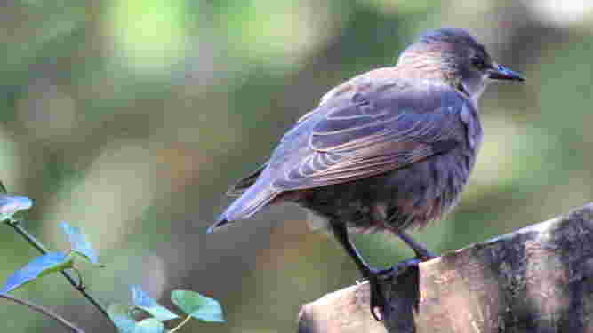 European Starling