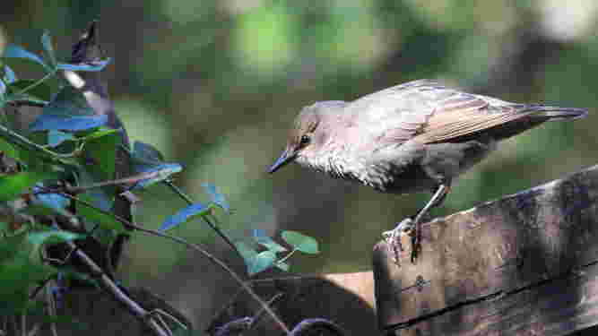European Starling