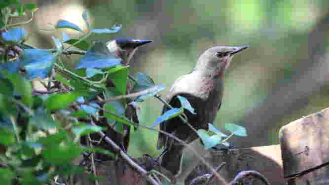 European Starling