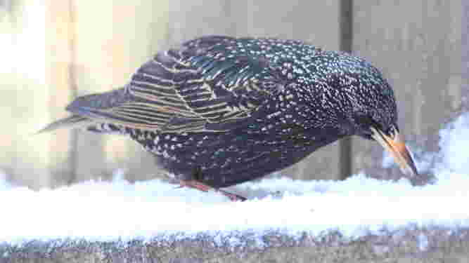 European Starling