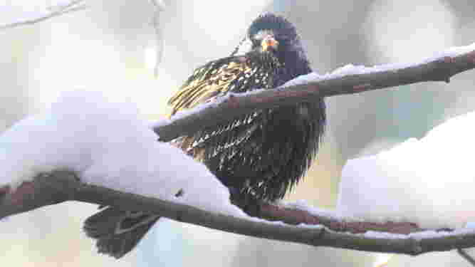 European Starling
