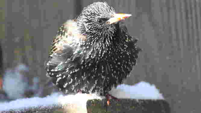 European Starling