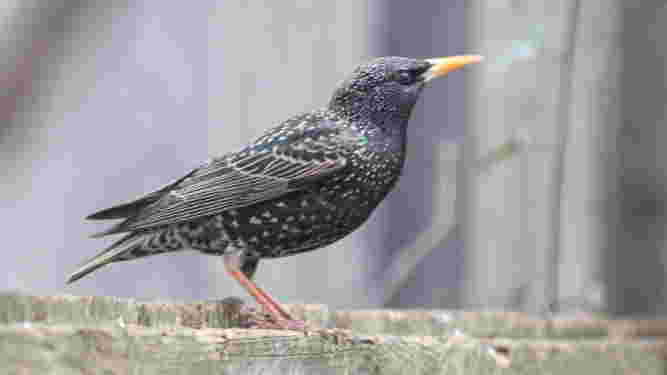 European Starling