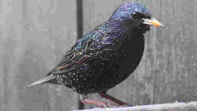 European Starling