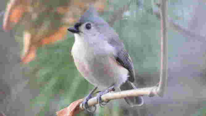 Tufted Titmouse