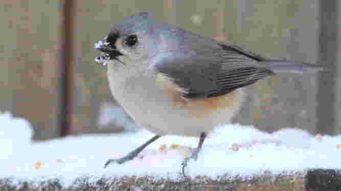 Tufted Titmouse
