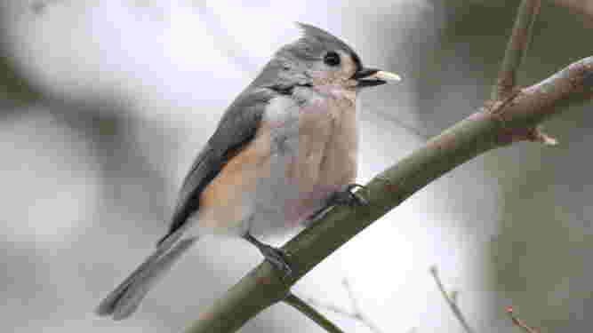 Tufted Titmouse