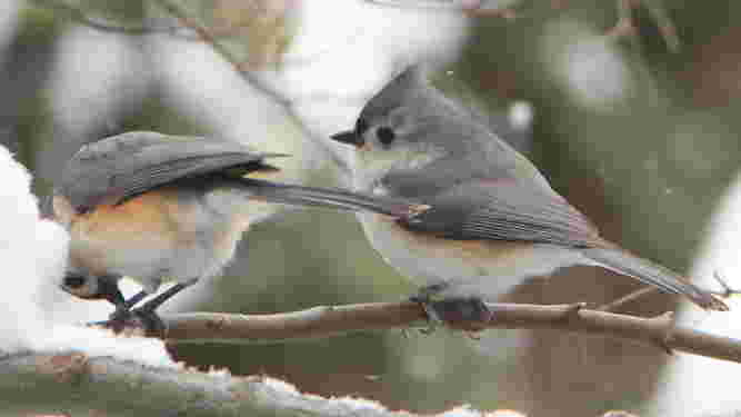 Tufted Titmouse