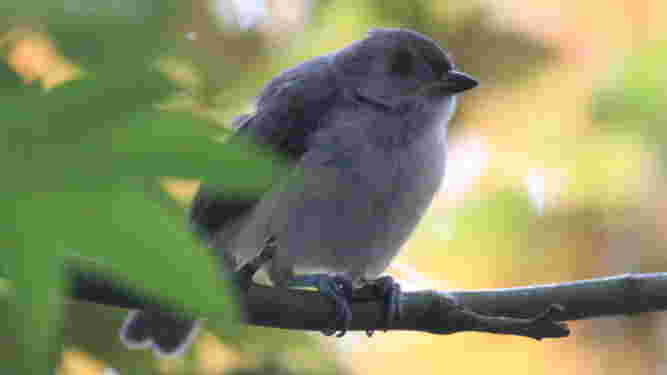 Tufted Titmouse
