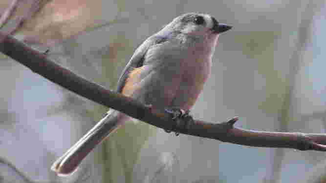 Tufted Titmouse