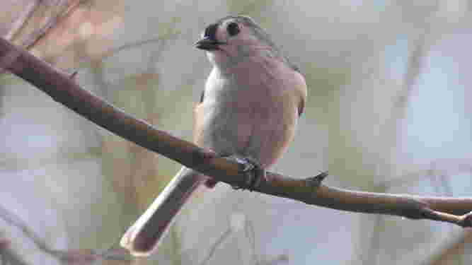 Tufted Titmouse