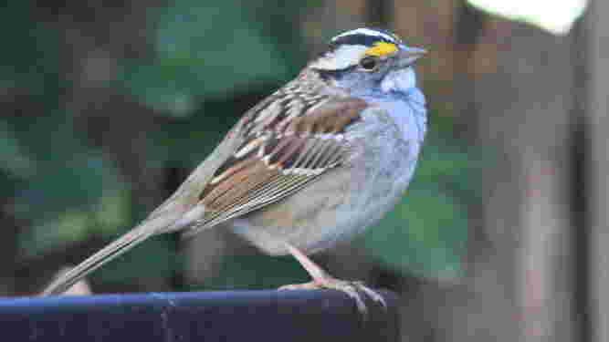 White Throated Sparrow