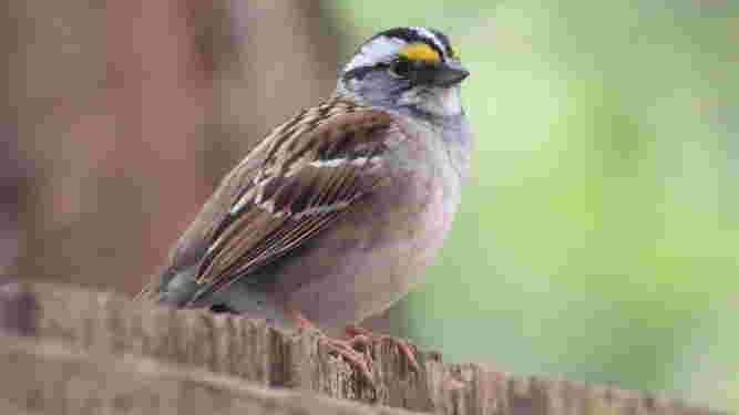 White Throated Sparrow