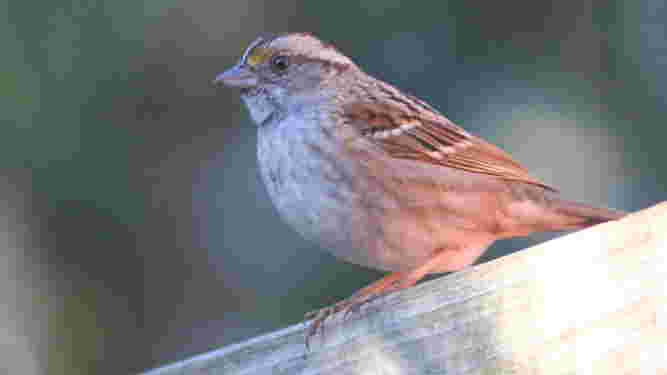 White Throated Sparrow