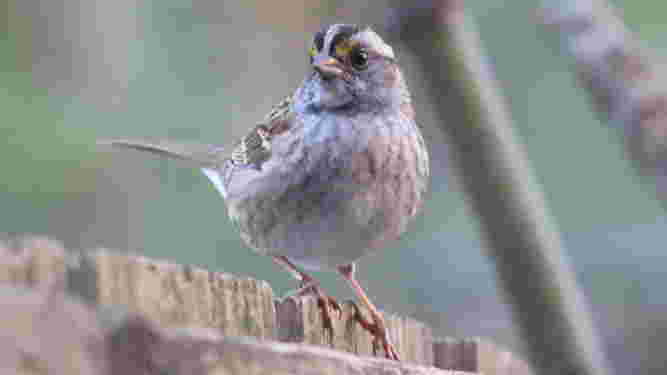 White Throated Sparrow