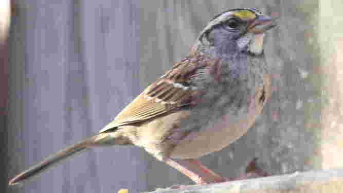 White Throated Sparrow