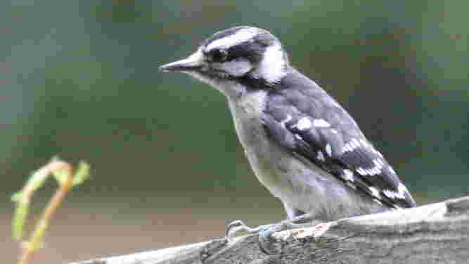 Downy Woodpecker