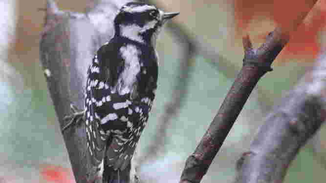 Downy Woodpecker