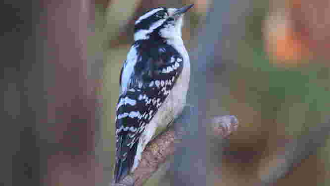 Downy Woodpecker