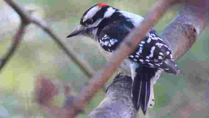 Downy Woodpecker