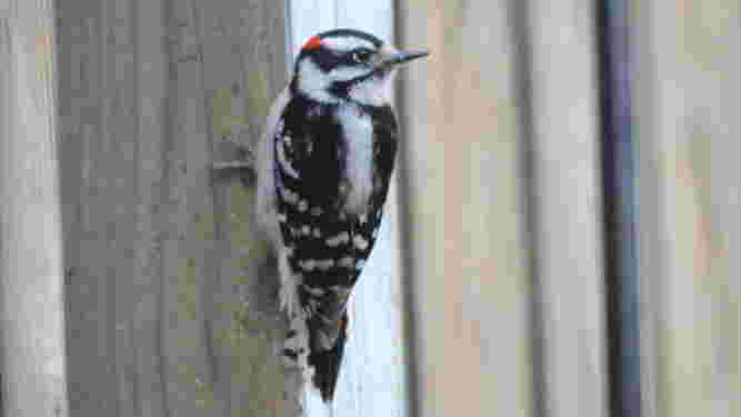 Downy Woodpecker