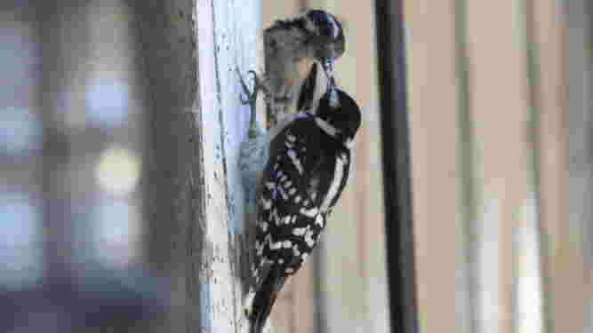 Downy Woodpecker
