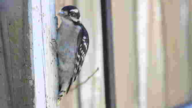 Downy Woodpecker