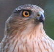Cooper's Hawk